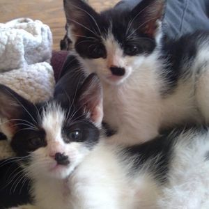 Meet your Posher, Pat